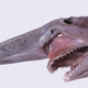 Illustration for article titled Real-Life Animals We Want To See As Gigantic Movie Monsters